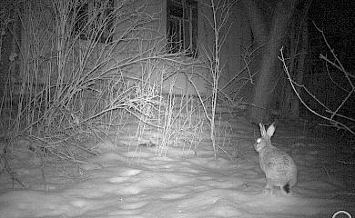 Нічний заєць в світлі фотопастки схожий на чорнобильського демона