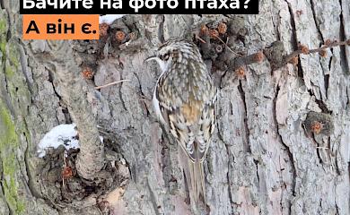 Мы различаем 5 видов птиц, в парках их около 40: в чем потенциальная польза