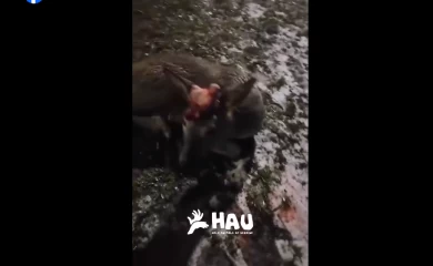 Вночі під Києвом автівка збила косулю: на щастя, тварина вижила