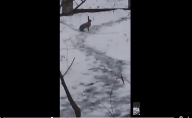 В одному з київських парків зайці як дома: чому так