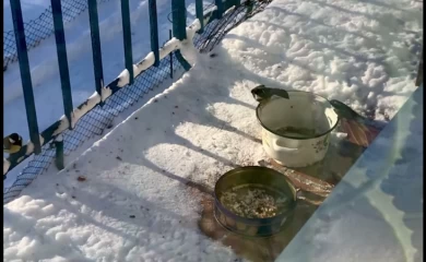 Разогнала всех птичек с кормушки: кто эта прожорливая разбойница