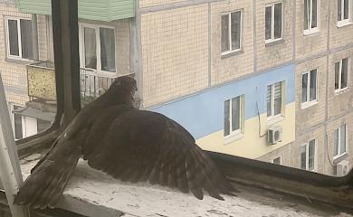 Вполював синицю і залетів з нею на балкон у Києві: хто цей хижак