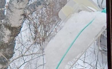 Ползунок на кормушке позирует: синичек гоняет, но воробьев боится
