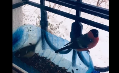 Снегири в кормушке: сначала ест самка - потом самец