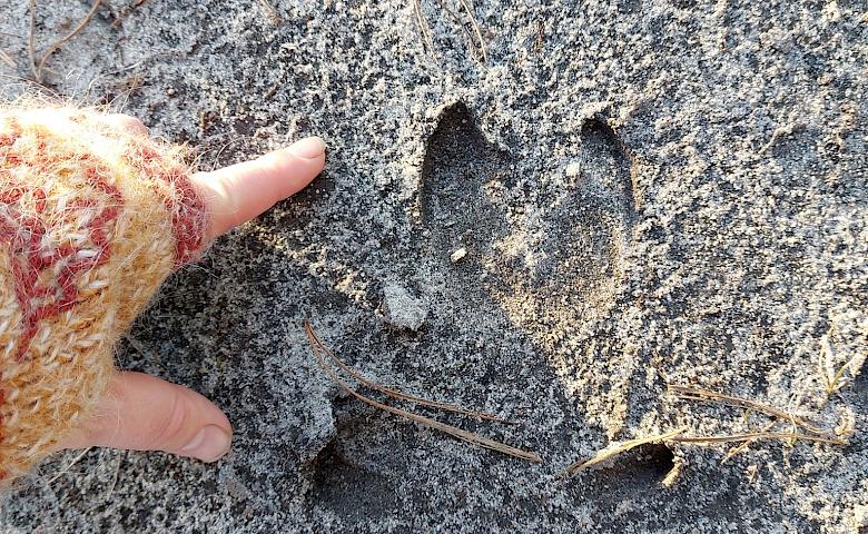 Косулі і дикі кабани: чиї сліди можна зустріти в лісах під Києвом