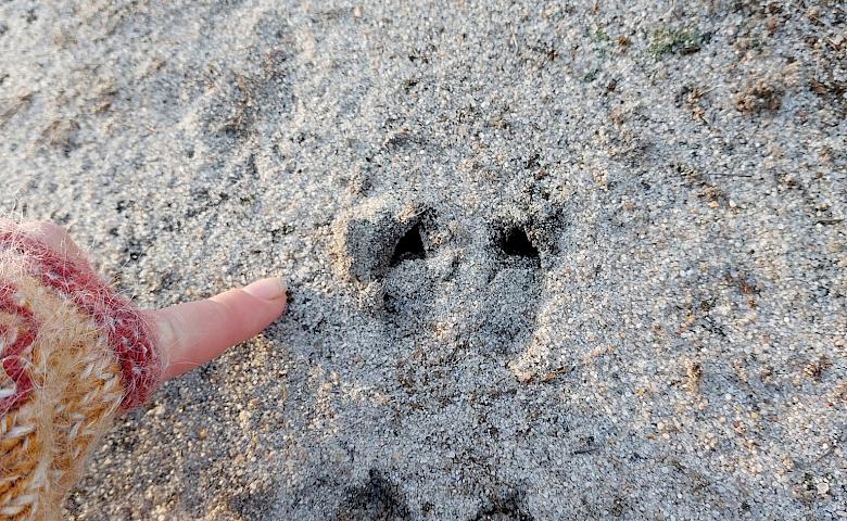Косулі і дикі кабани: чиї сліди можна зустріти в лісах під Києвом