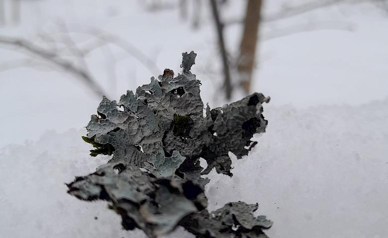 Какие причудливые лишайники растут в киевских парках: фотопримеры
