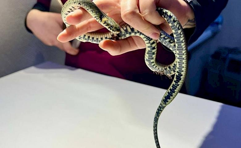 В Киевской области женщина нашла раненого ужа и забрала его домой