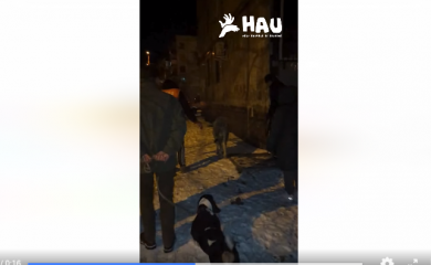 В спальному районі Києва виявили справжнє теля: блукало вулицями
