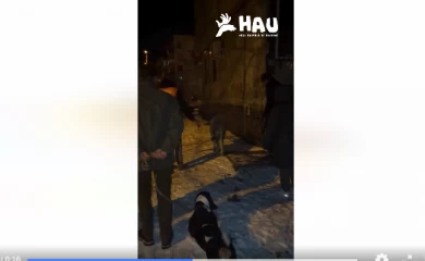 В спальному районі Києва виявили справжнє теля: блукало вулицями