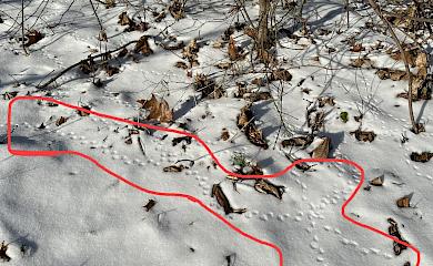 Обуховский район, лесничество: кто наследил на снегу