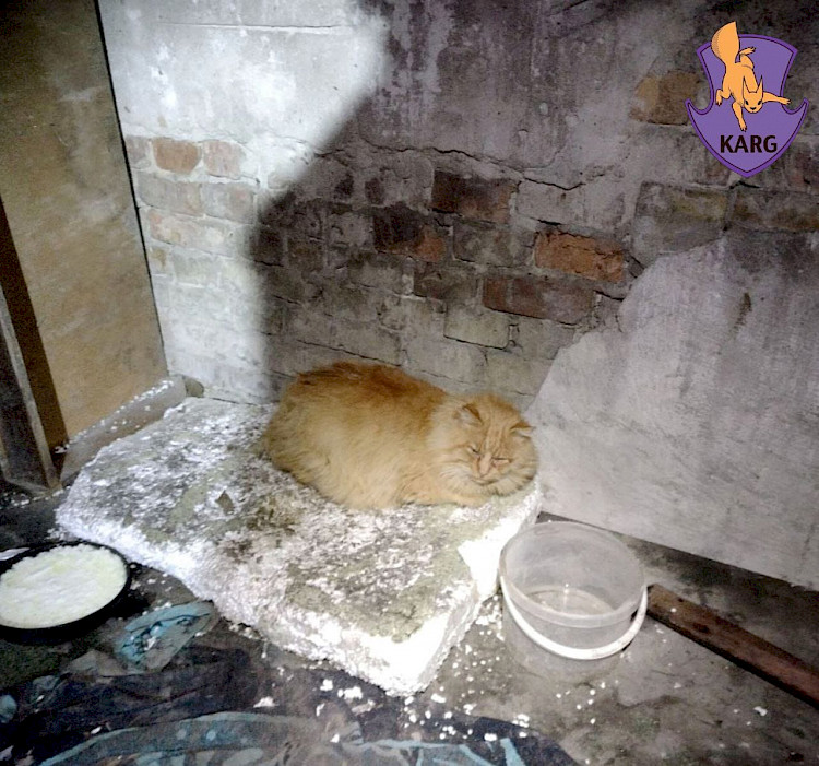 История: бездомный жил с котом и забил тревогу, когда тот заболел