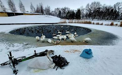 Лебедь примерз на проруби: для освобождения пришлось ползти по льду