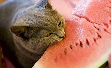Странные вкусовые пристрастия кошек