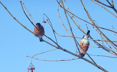 Снегири после визита омелюхов все же нашли себе корм
