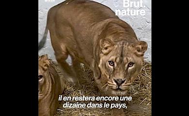 Украинские спасенные львы нашли новый дом во Франции: эмоциональный репортаж