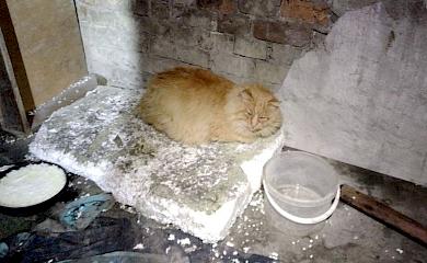 Безпритульного кота Рудика врятував безпритульний: щемлива історія
