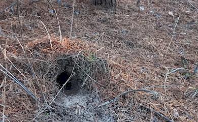 "Може орк хоче додому і траншеї риє": нора невідомого звіра з'явилась поблизу домівок