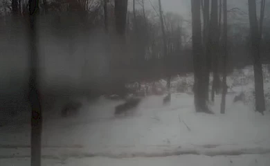 Відео із зграєю вовків викликало жваві суперечки в мисливській спільноті