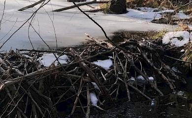 На Киевщине нашли лес со столетними дубами и бобриными плотинами