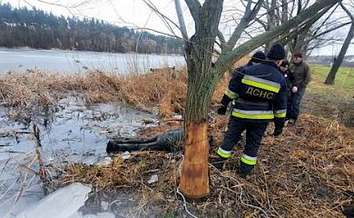 В пруду на Обуховщине нашли тело утопленника