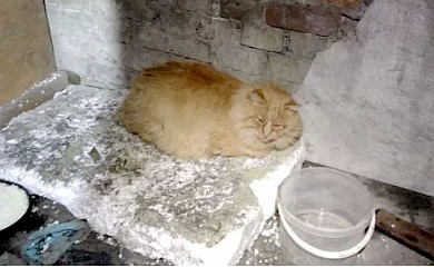 Кіт, котрий жив з безхатьком: як хвостатий жебрак перетворився на принца