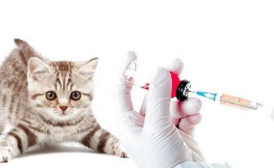 14 февраля в Ржищеве будут вакцинировать домашних животных