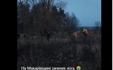 Біля Києва лось підірвався на розтяжці: врятувати тварину не змогли