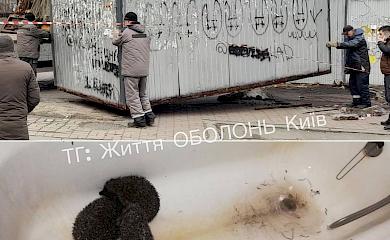 У Києві рятують їжаків, котрі зимували під МАФами