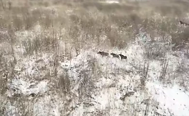 Авіаоблік дозволив зафіксувати стадо рідкісних червонокнижних тварин