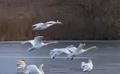 Лед еще не сошел, а лебеди уже занимают места