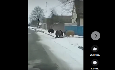 Дикі свині зайшли в українське село і гуляють вулицями: що сталося
