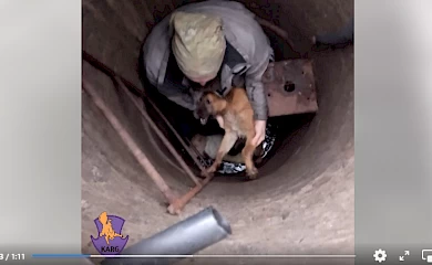 Песик просидів в колодязі дуже довго: скільки точно - не відомо