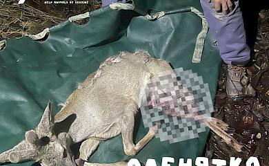 На Київщині знайшли тяжкопоранене дитинча оленя, на яке нападали собаки