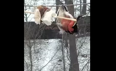 Завдяки кулінарним звичкам дятла визнали справжнім українцем