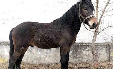 Энтузиасты нашли третью лошадку исчезающей полесской породы