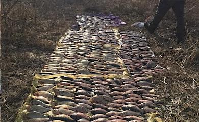 На Киевщине у браконьеров изъяли исчезающую краснокнижную рыбу