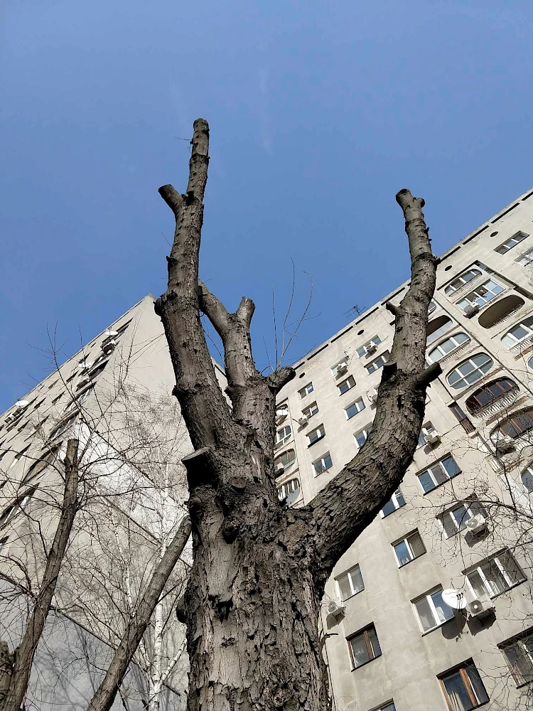 В Киеве во время обрезки деревьев уничтожают гнезда и птенцов: что делать