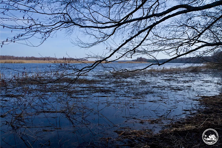 Весняна повінь прийшла до Чорнобиля: вода у Прип'яті продовжує прибувати