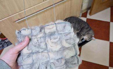 Вичесуйте своїх котів - допомагайте пташкам будувати гнізда