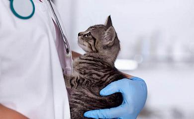 В Обухове проведут льготную стерилизация домашних животных