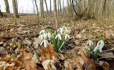 Для охраны подснежников на Обуховщине создали памятник природы