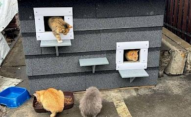 На территории МегаМаркета на Обуховщине обустроили домик для уличных котов (фото)