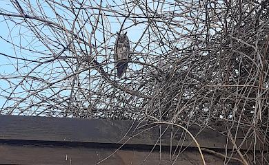 Зграя сов не злякалася людину і підпустила майже впритул