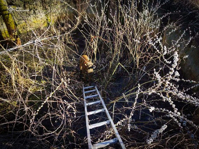 Помощь нужна не только людям: чрезвычайники спасли хвостатого жителя Обуховщины