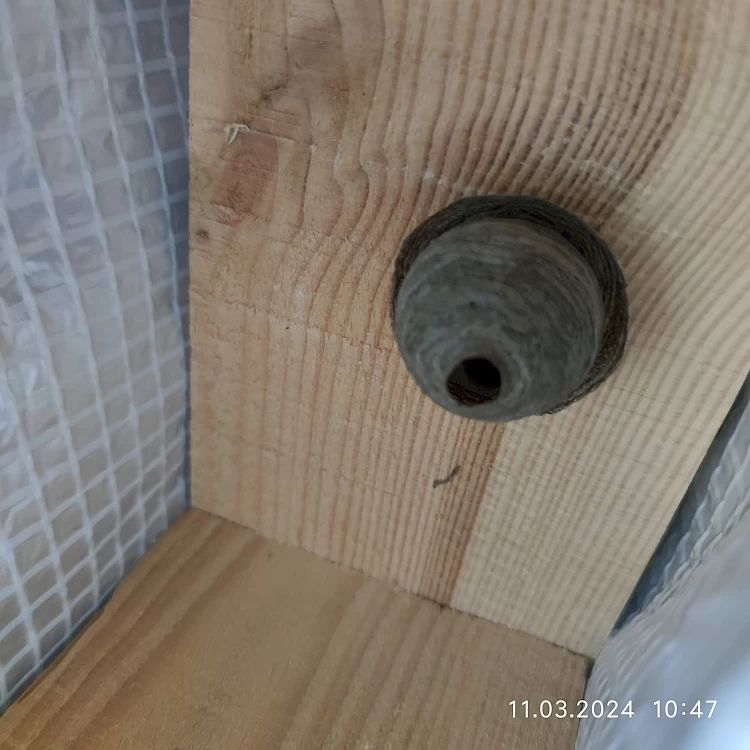 Невідоме гніздо у будинку: природня декорація чи прихована небезпека