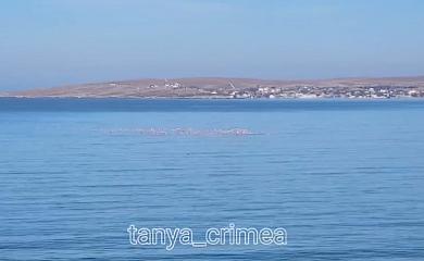 Розовые фламинго вернулись в Крым: будут встречать ВСУ