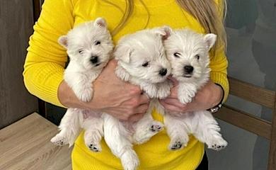 Найти идеального питомца с Lapki.pet легко