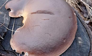 Огромного гриба нашли в весеннем лесу: определяют вид
