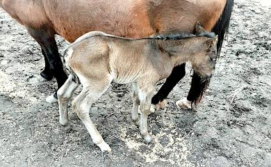 На ранчо в Обуховском районе родился жеребенок вымирающей породы
